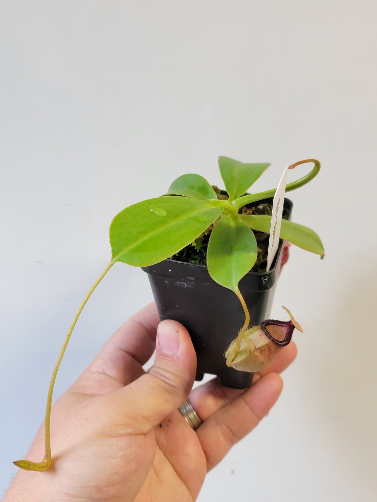 Nepenthes sibuyanensis x ephippiata BE