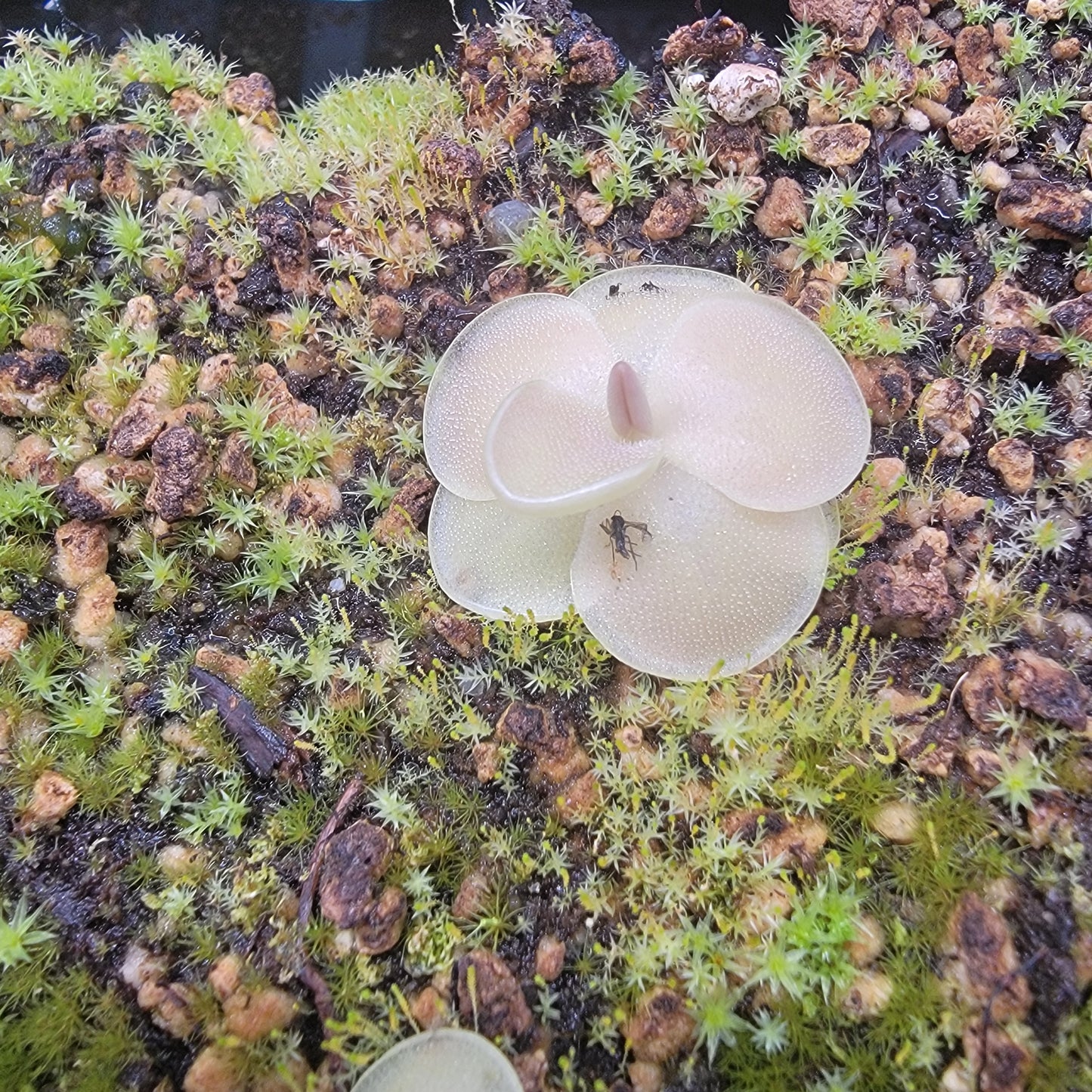 Pinguicula moranensis