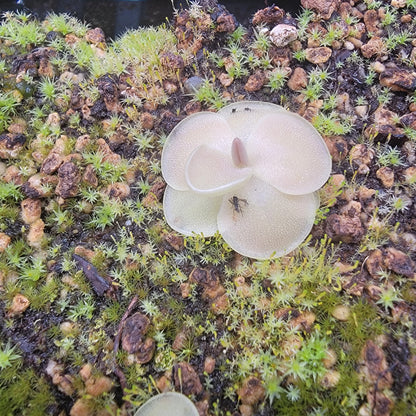 Pinguicula moranensis