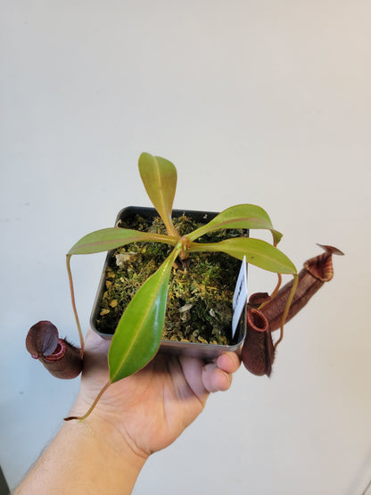 Nepenthes spectabilis x lowii BE