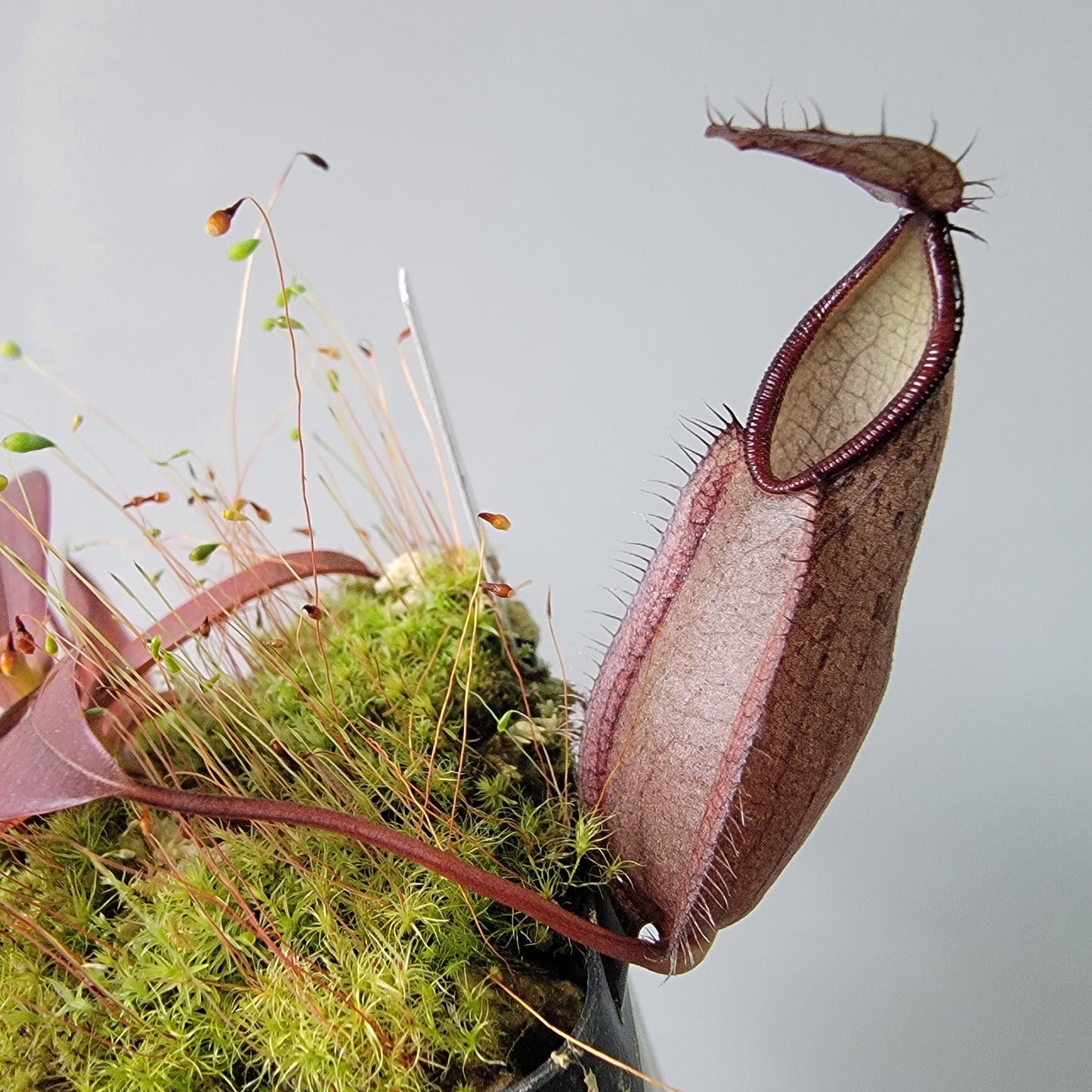 Nepenthes tentaculata BE