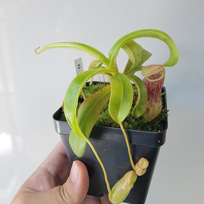 Nepenthes burkei BE *Medium*