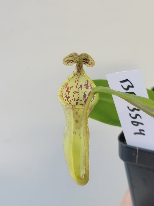 Nepenthes burbidgeae x campanulata BE