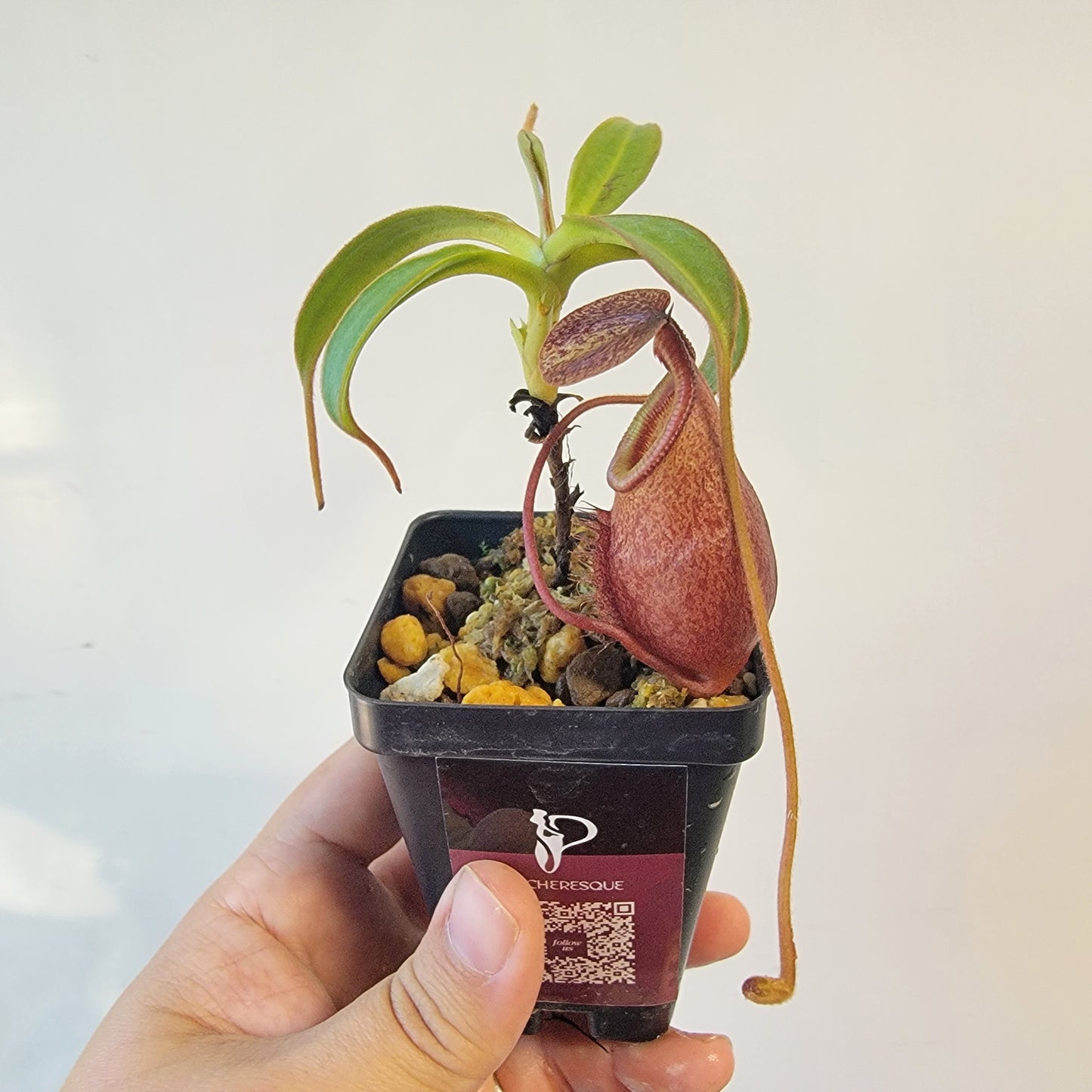 Nepenthes gantungensis BCP