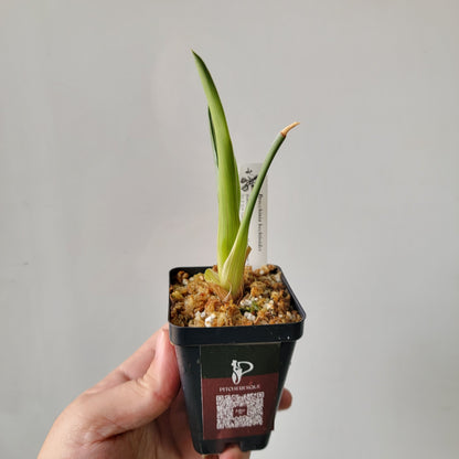 Brocchinia hechtioides BCP