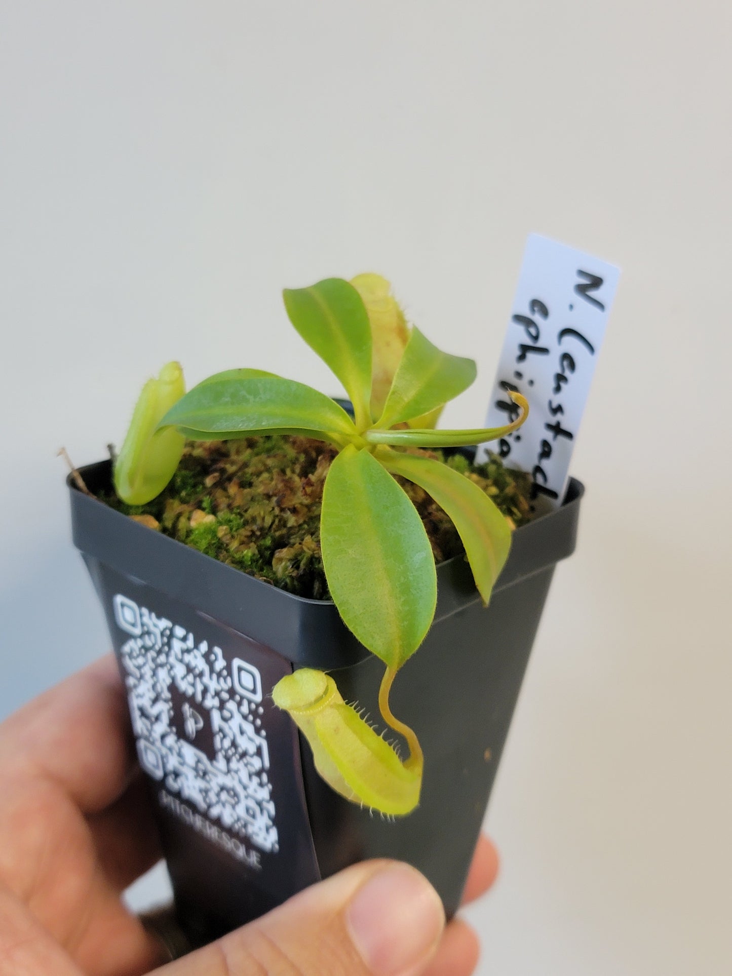 Nepenthes eustachya x ephippiata BE