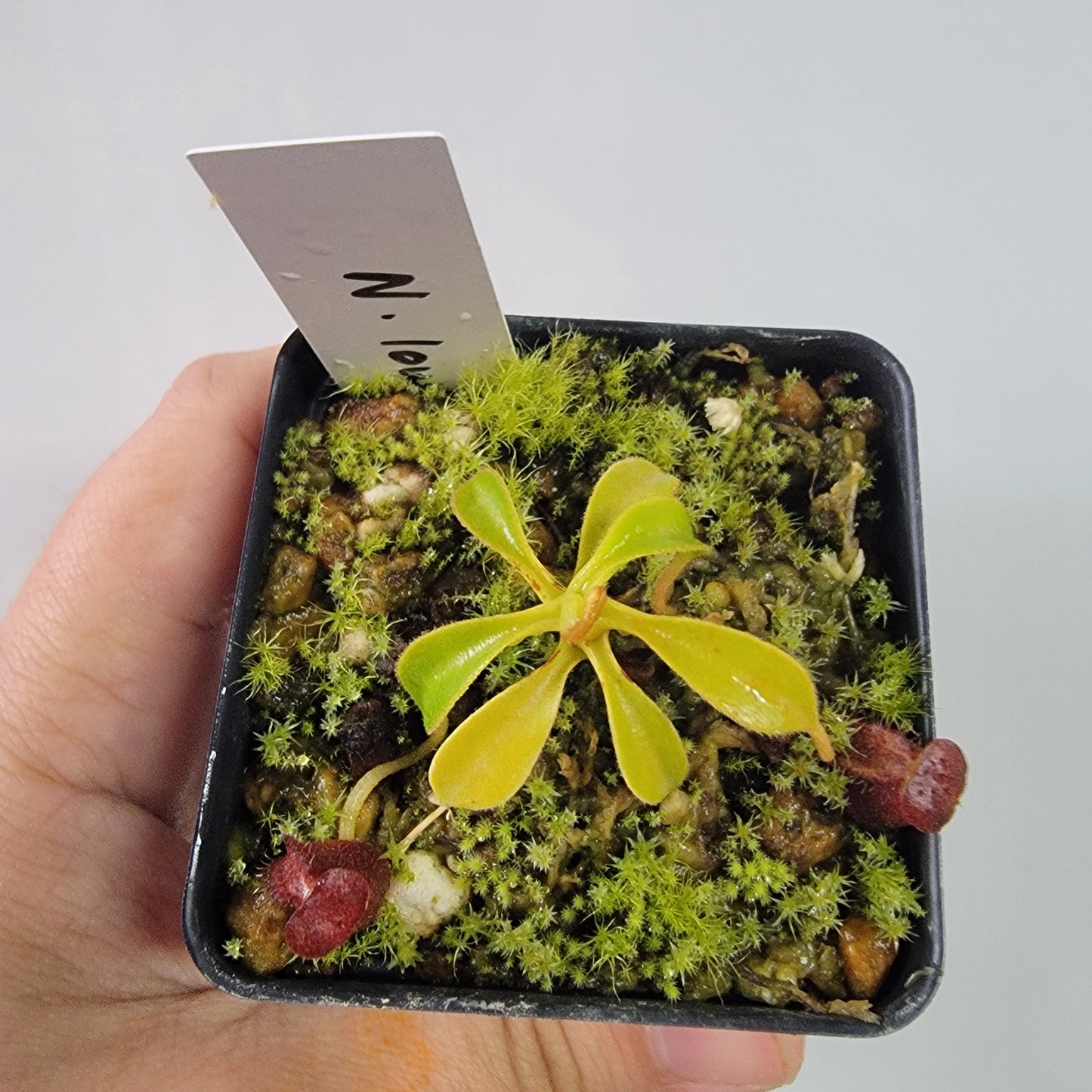 Nepenthes lowii BE *New Clone*