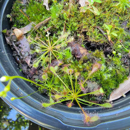 Drosera intermedia bare root