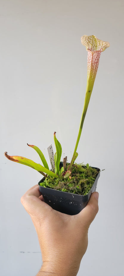 Sarracenia 'Martha's Furnace'