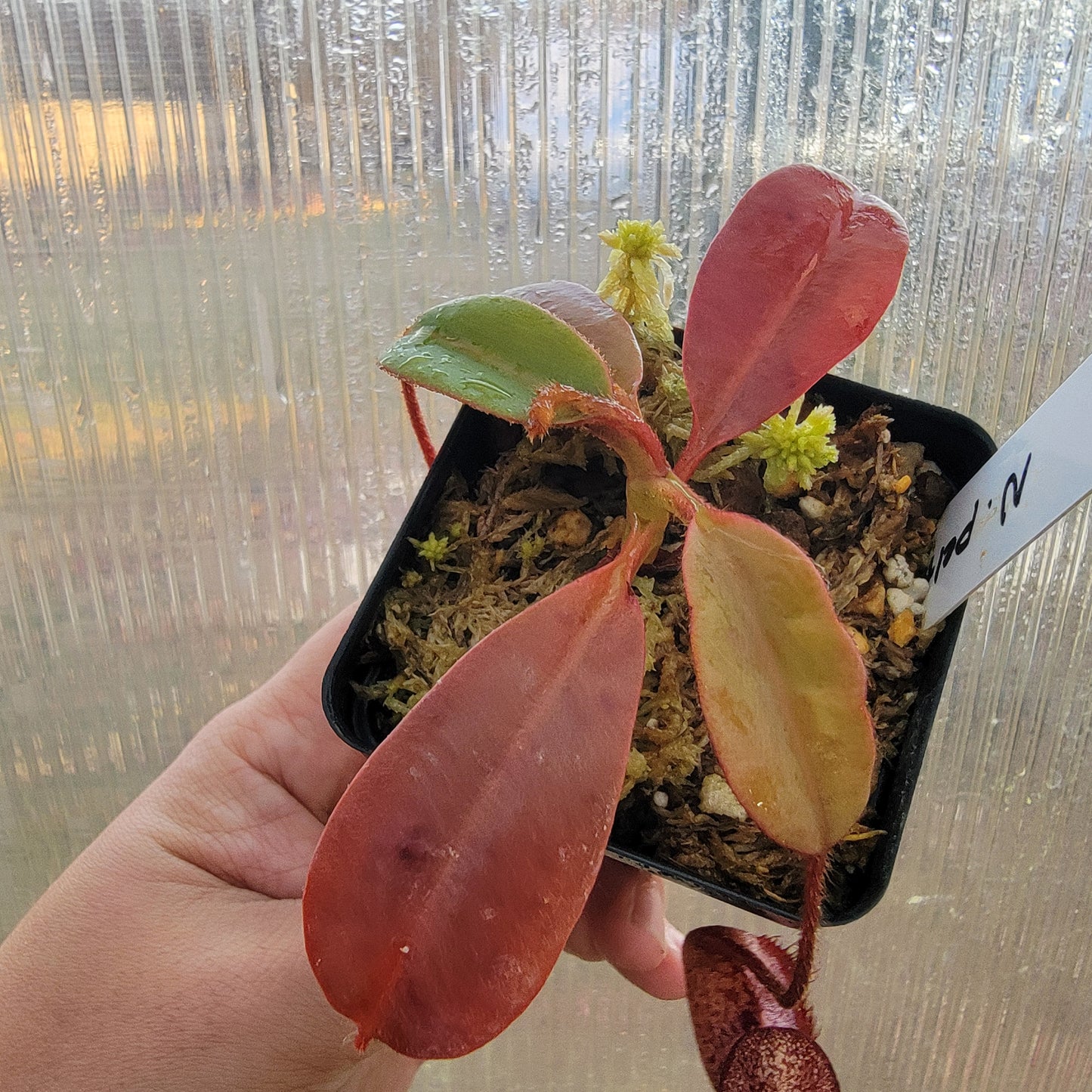 Nepenthes peltata BE