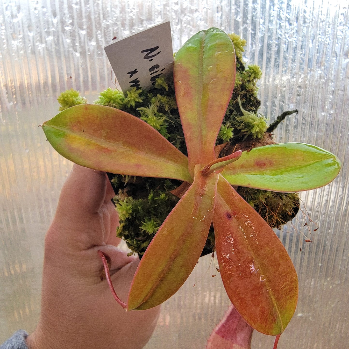 Nepenthes sibuyanensis x merriliana BE