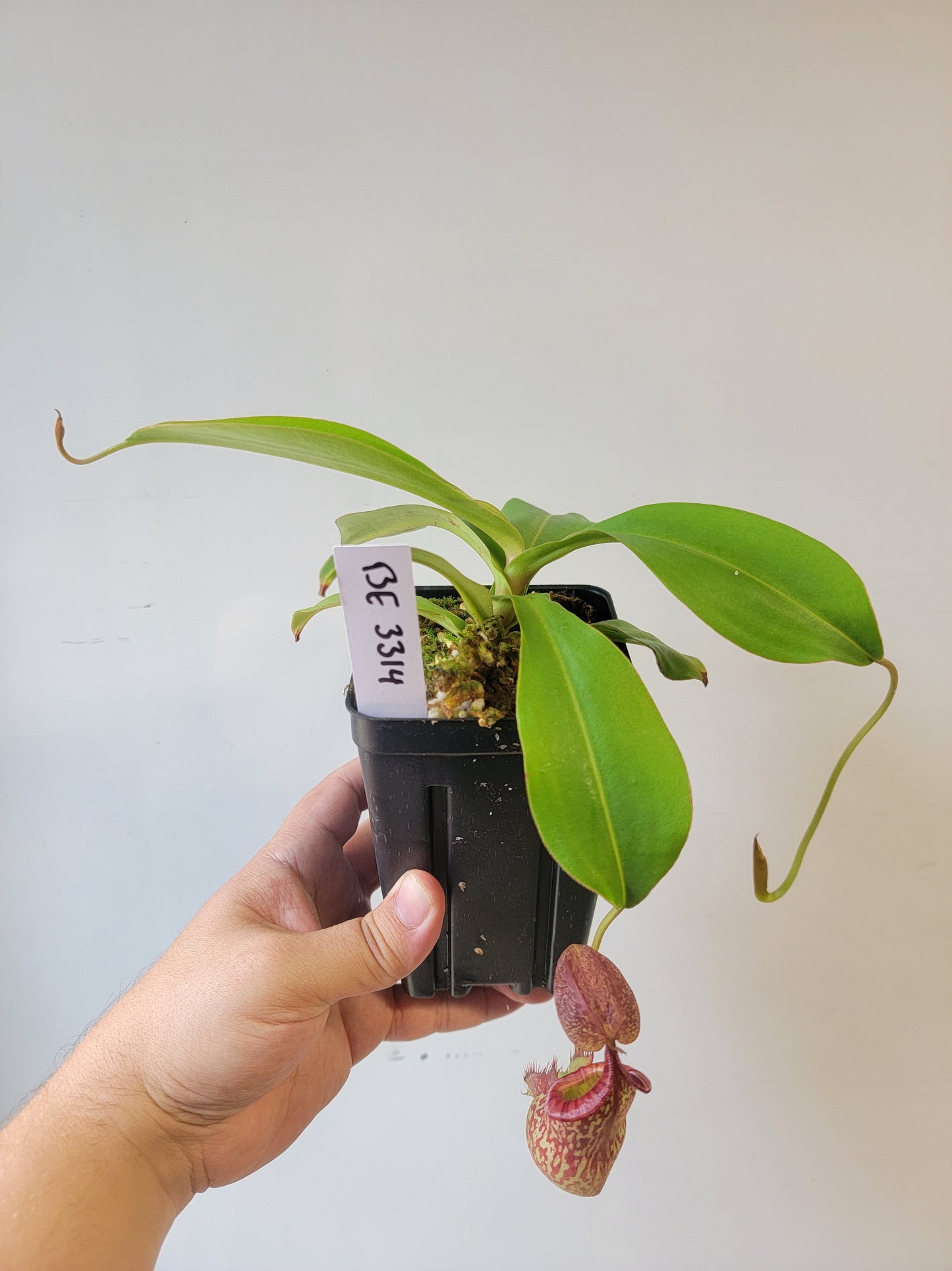 Nepenthes spathulata x spectabilis BE