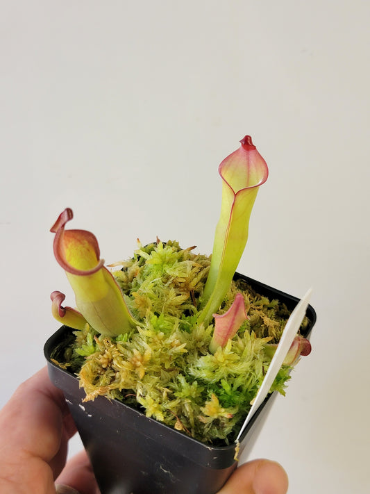 Heliamphora heterodoxa x ionasii BCP