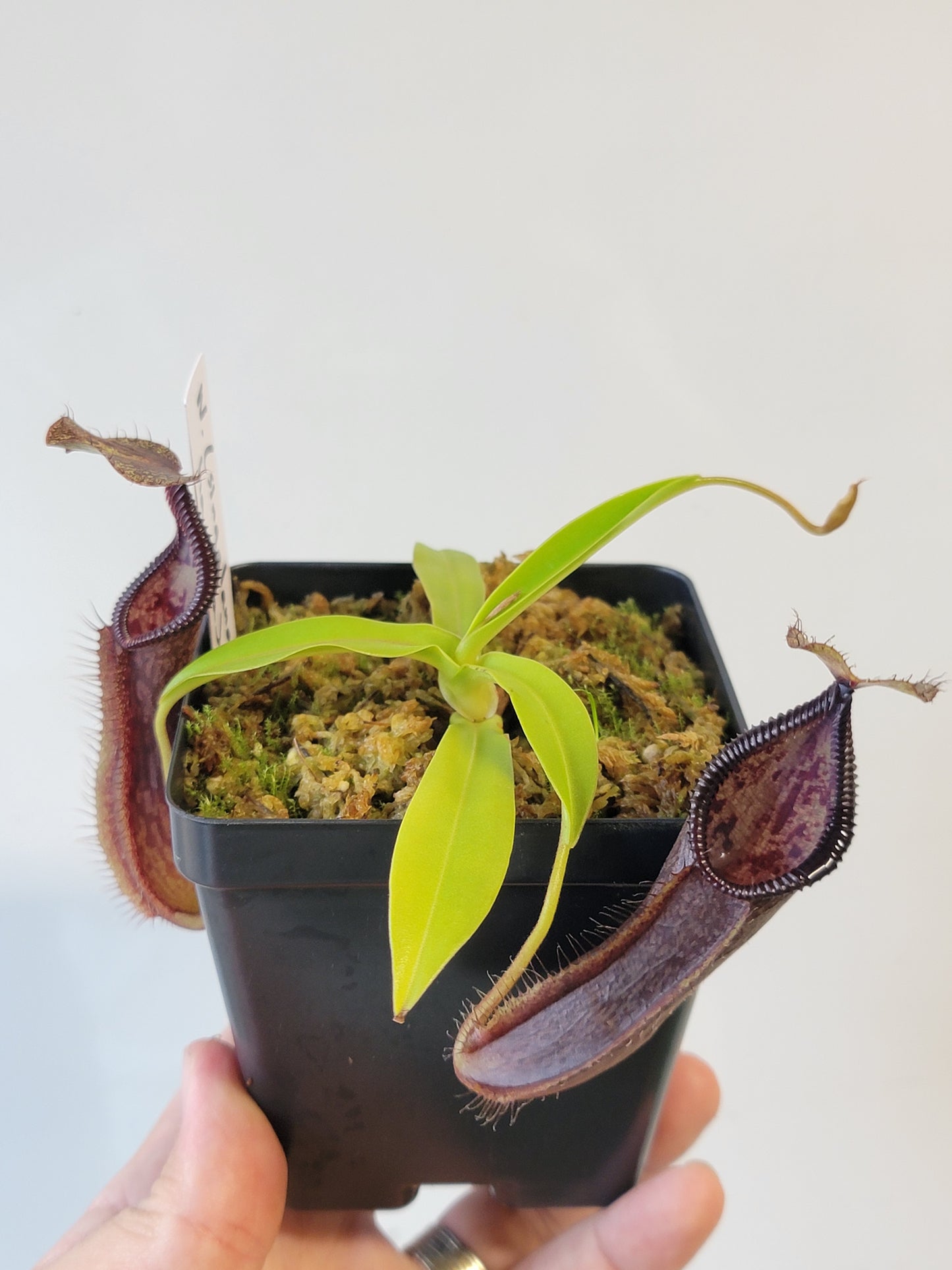 Nepenthes singalana x hamata BE
