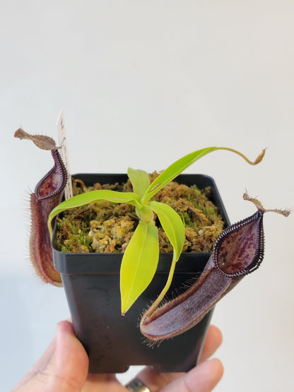 Nepenthes singalana x hamata BE