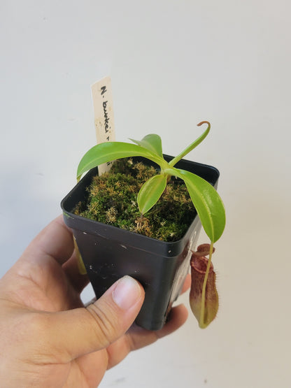Nepenthes burkei x lowii BE