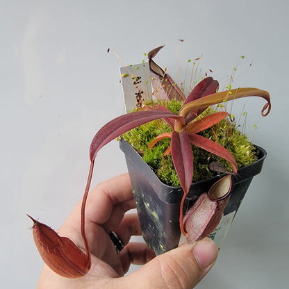 Nepenthes tentaculata BE