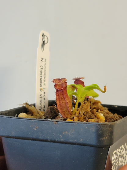 Nepenthes hamata x xHarryana BCP