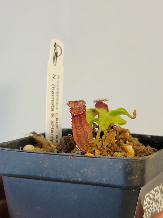 Nepenthes hamata x xHarryana BCP