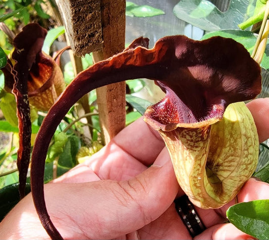 Aristolochia macroura