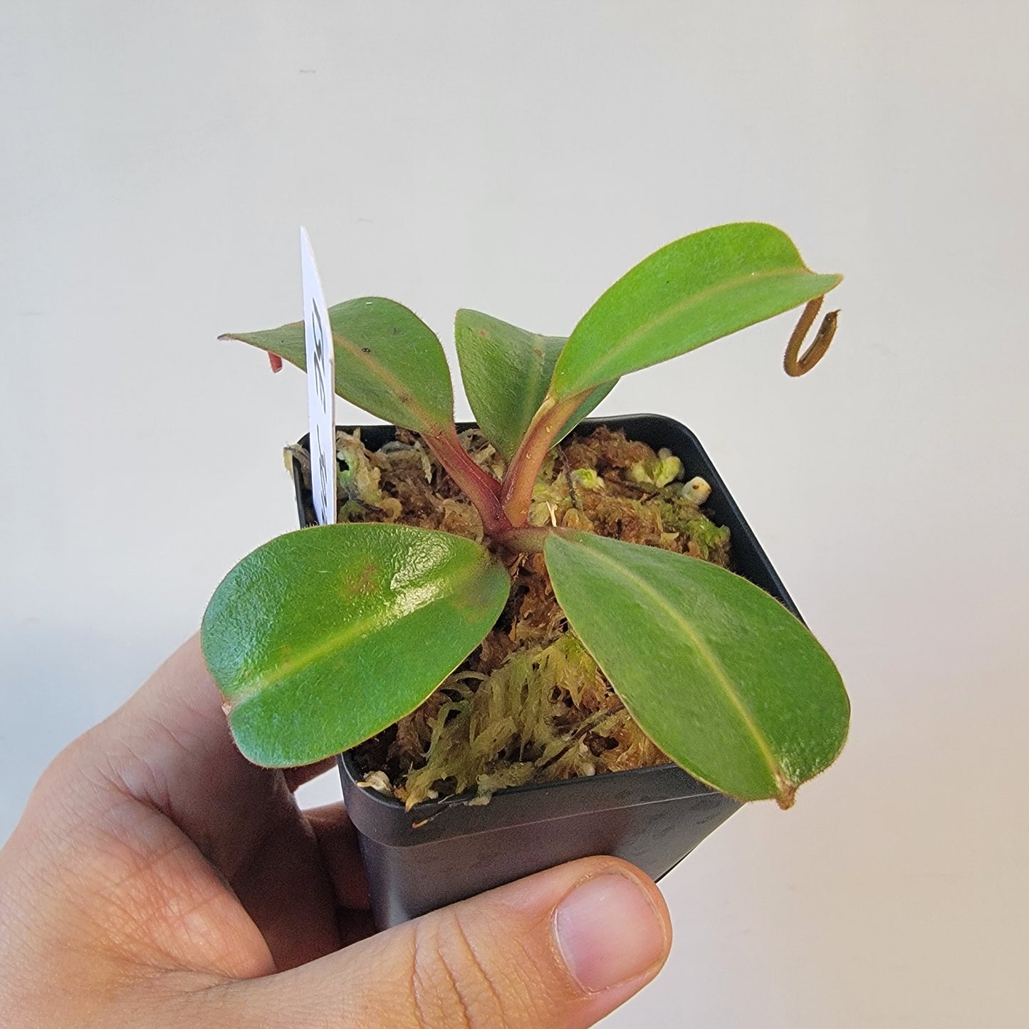 Nepenthes dactylifera BE