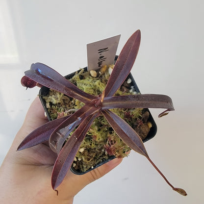 Nepenthes alba BCP