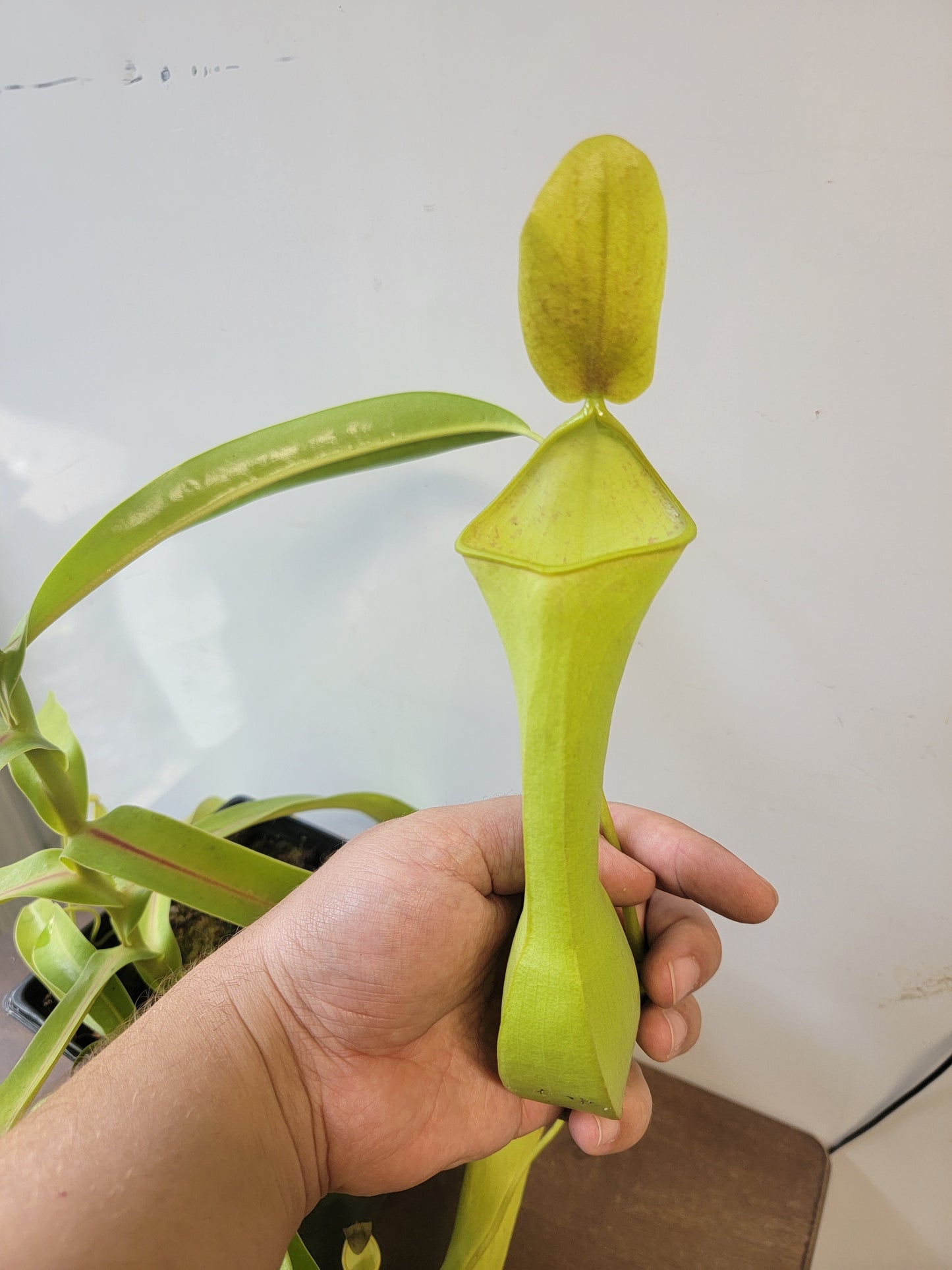 Nepenthes reinwardtiana SG