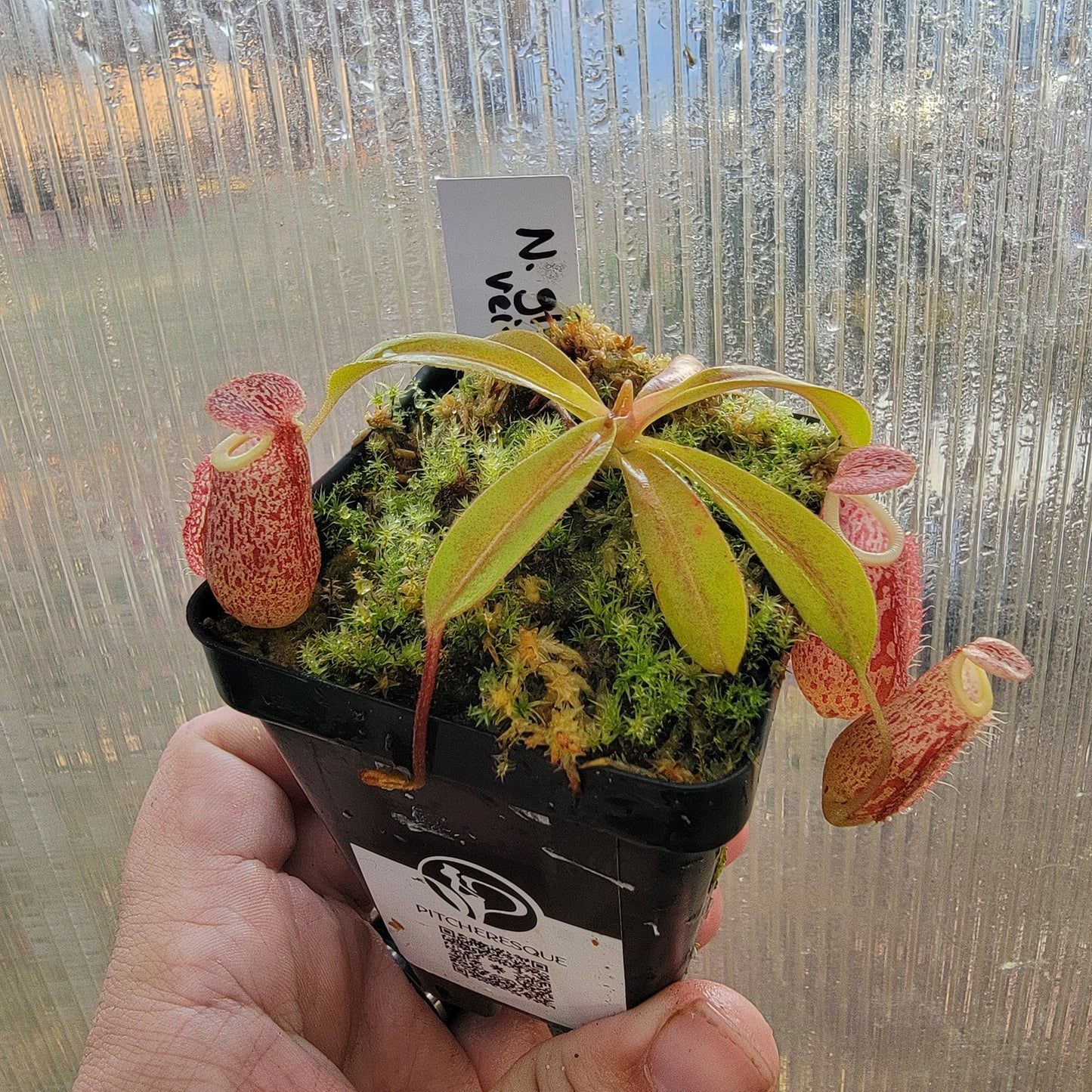 Nepenthes glabrata x veitchii BE