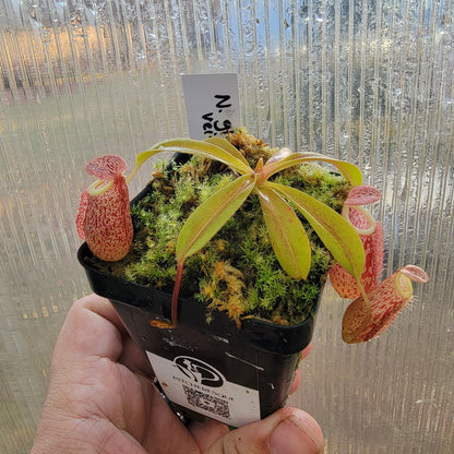 Nepenthes glabrata x veitchii BE