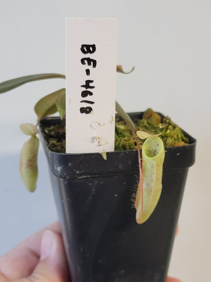 Nepenthes mapuluensis BE