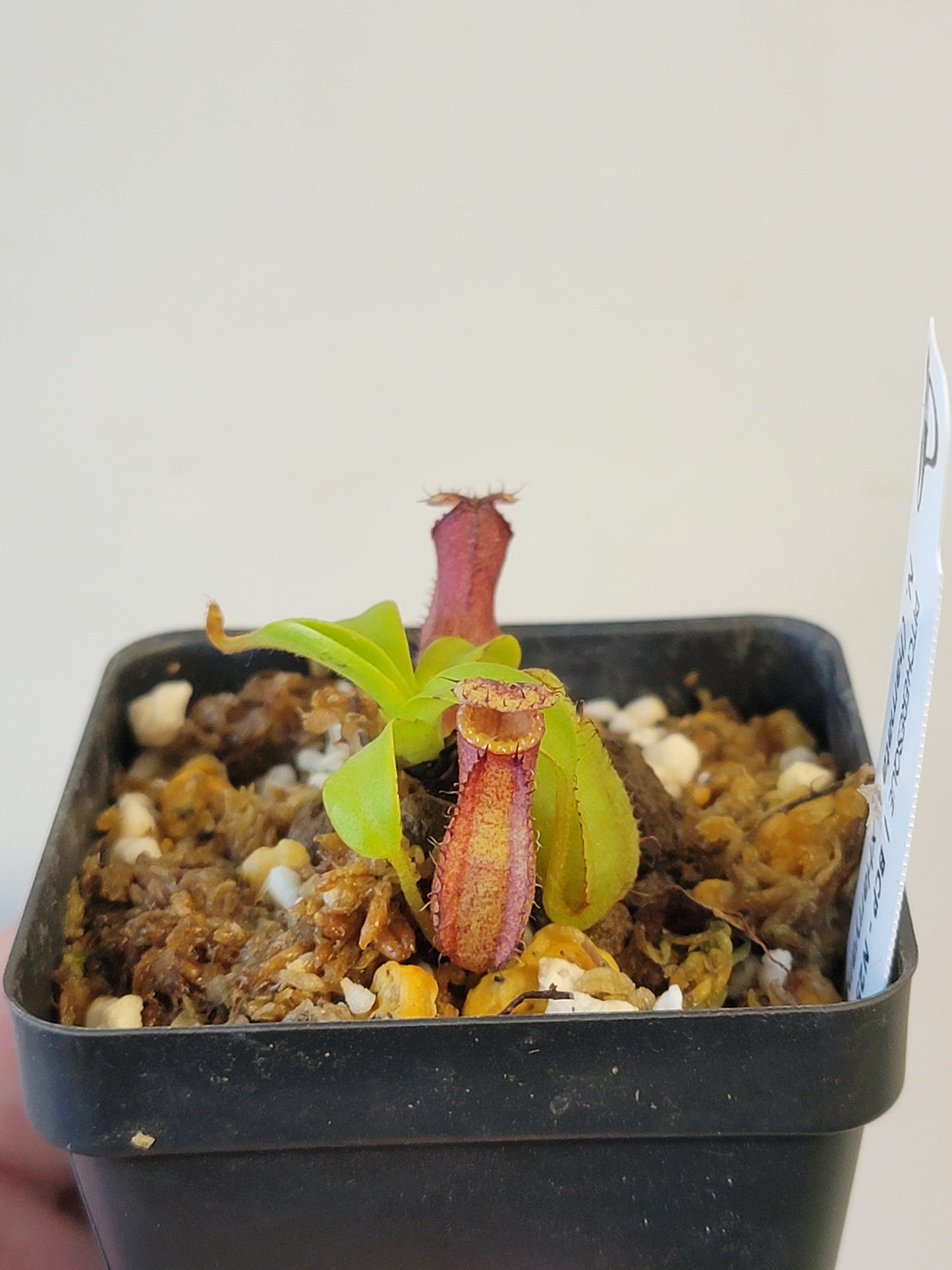 Nepenthes hamata x xHarryana BCP