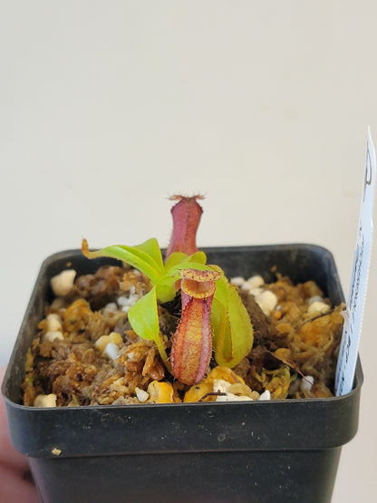Nepenthes hamata x xHarryana BCP