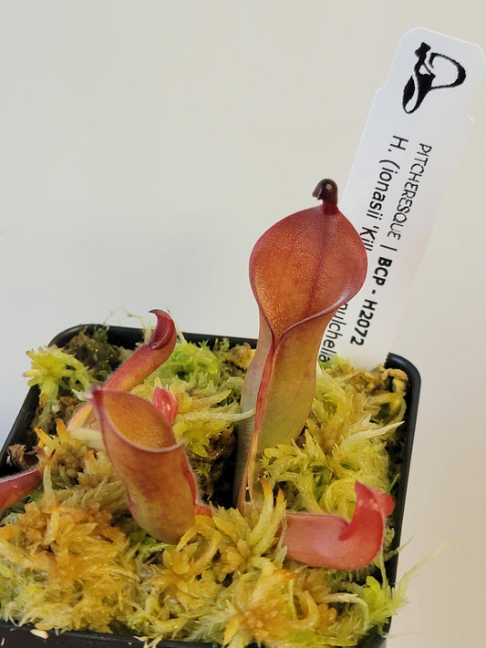 Heliamphora ionasii x pulchella BCP
