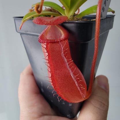 Nepenthes villosa x ventricosa BE