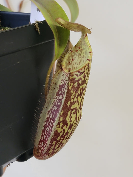 Nepenthes spectabilis 'Sibuyatan' BE