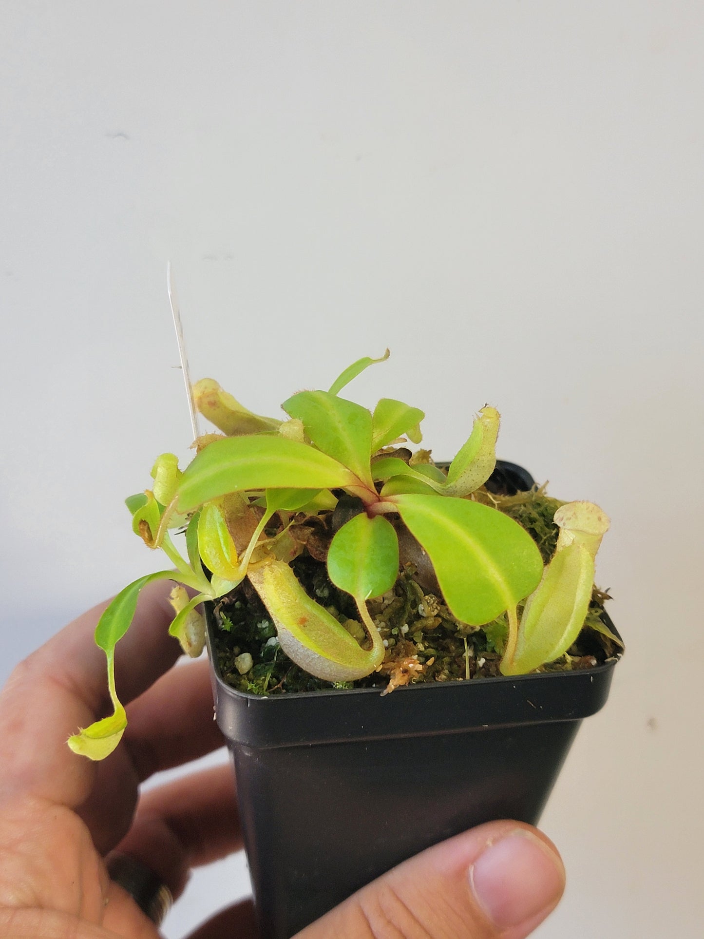 Nepenthes clipeata x reinwardtiana BCP