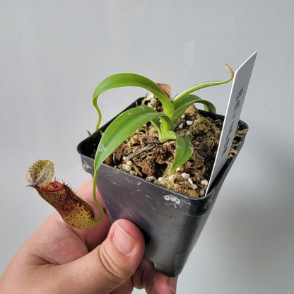 Nepenthes singalana x hamata BE