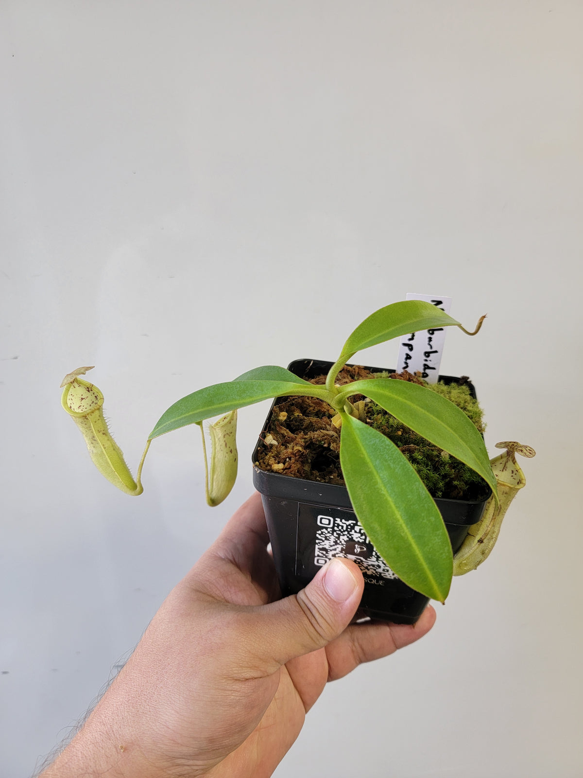 Nepenthes burbidgeae x campanulata BE