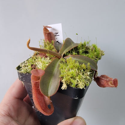 Nepenthes vieillardii BE