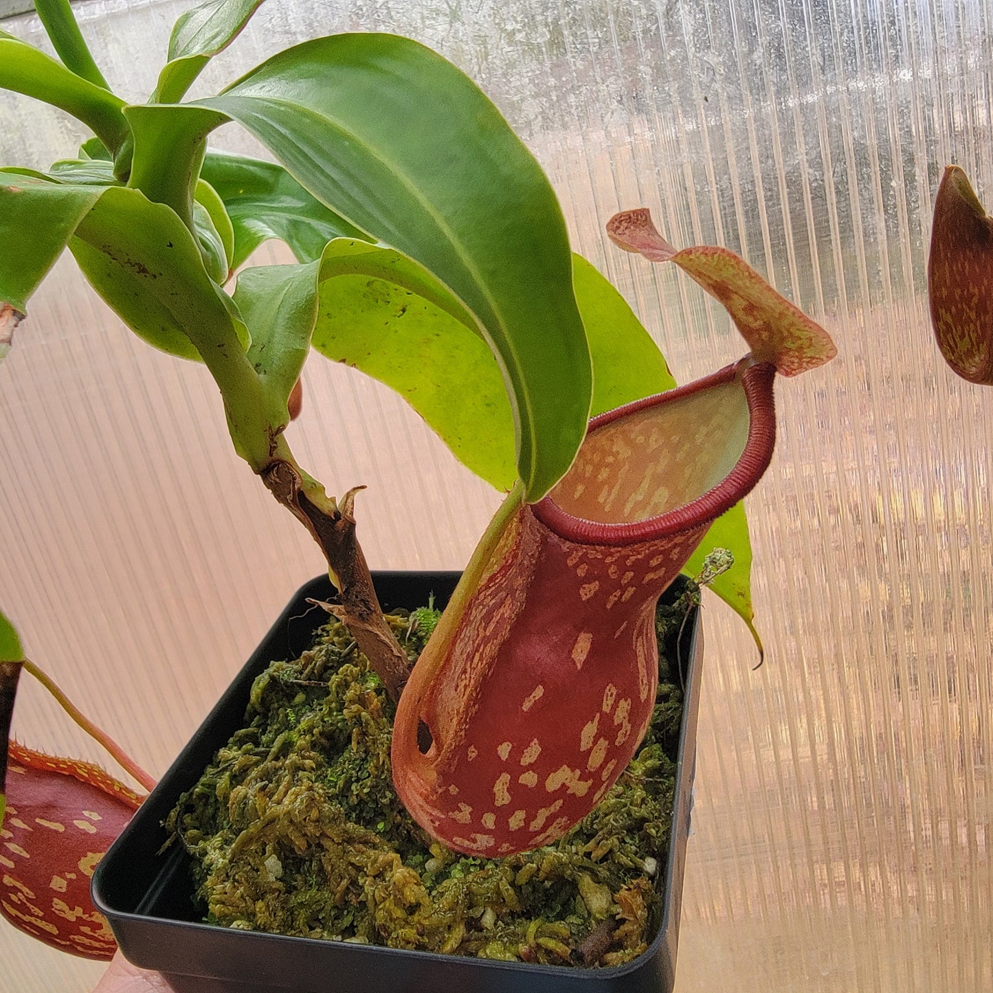 Nepenthes "St. Gaya"