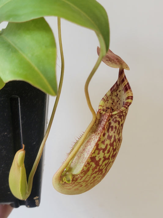 Nepenthes spathulata x spectabilis BE