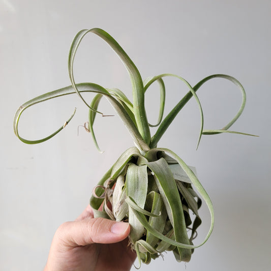 Tillandsia Streptophylla 6"