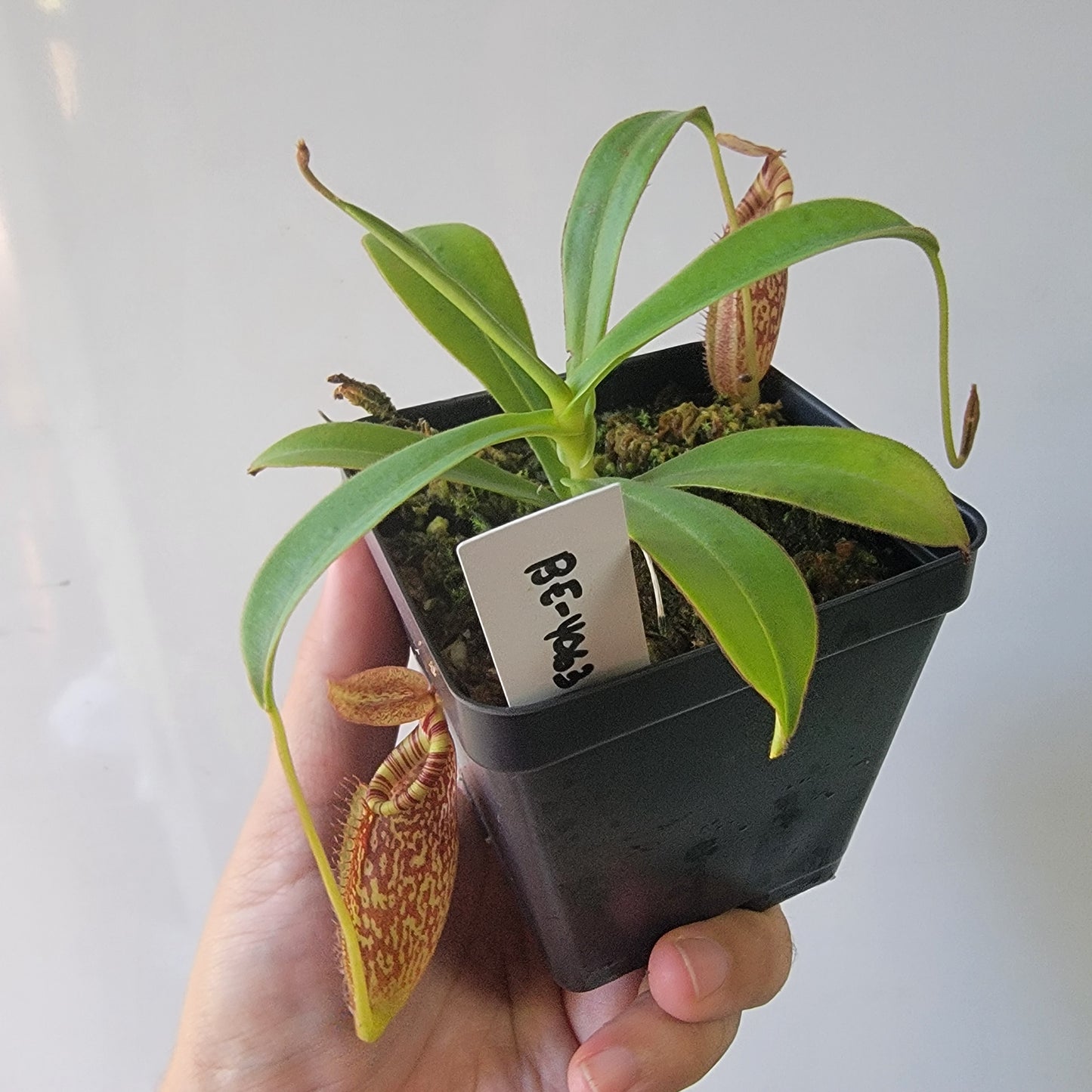 Nepenthes talangensis x spectabilis BE