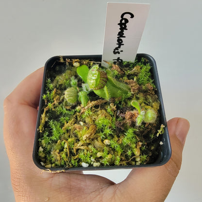 Cephalotus follicularis BE