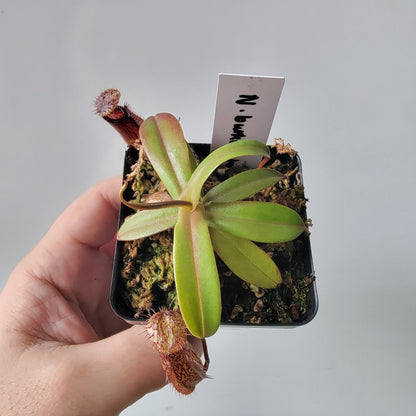 Nepenthes burkei x hamata BE