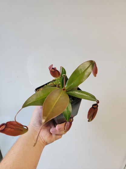 Nepenthes ampullaria x sibuyanensis BE