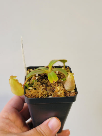 Nepenthes veitchii 'Phil Mann' BE