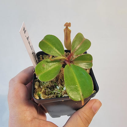 Nepenthes dactylifera BE