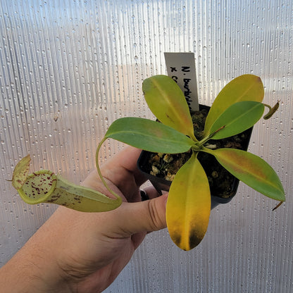 Nepenthes burbidgeae x campanulata BE