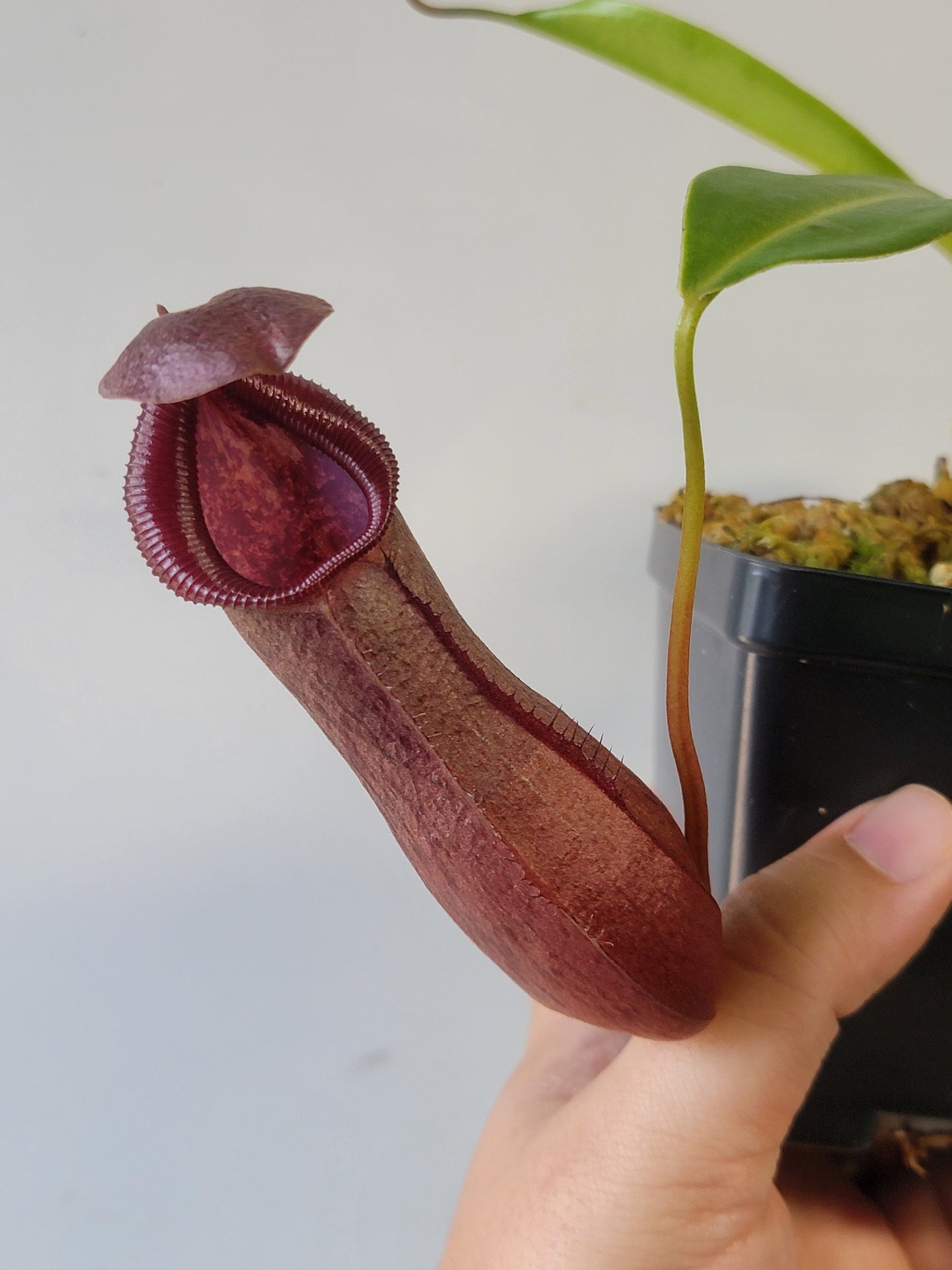 Nepenthes singalana x ventricosa x robcantleyi BE